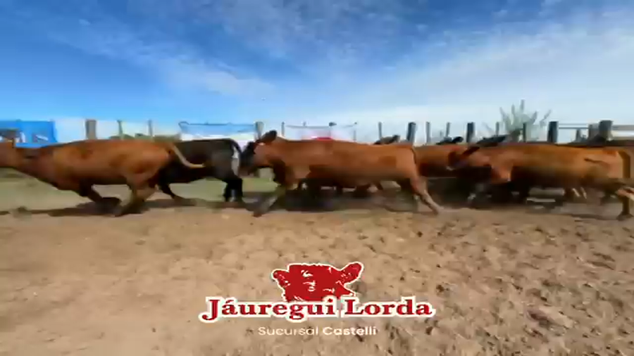 Lote 117 Terneras
