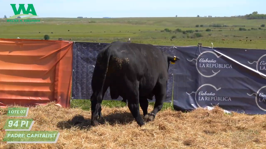 Lote (Eliminado)3 Toros a remate en Cabaña La Republica, Tacuarembó