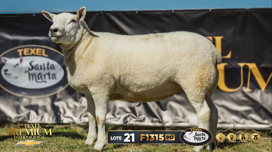 Lote Borregas a remate en 1º Texel Premium Internacional, Canelones