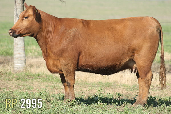 Lote 4 VACAS PREÑADAS PURAS DE PEDIGREE