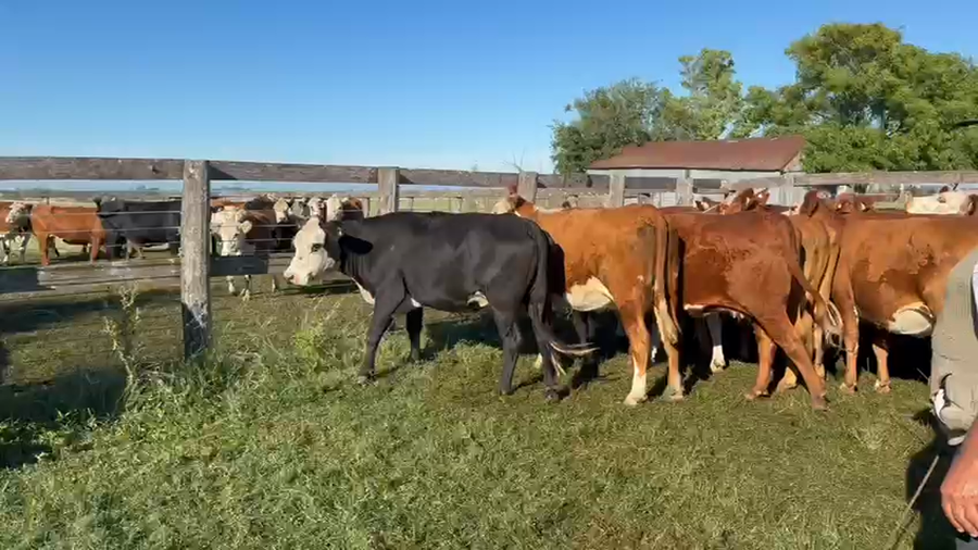 Lote 55 Vaquillonas preñadas en Entre Ríos, Gualeguaychú