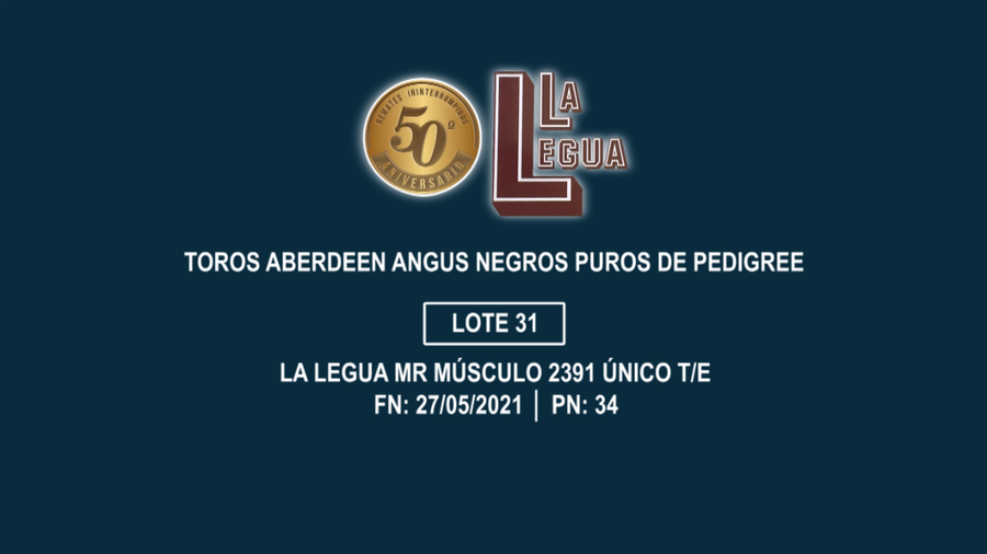 Lote TOROS ANGUS PP