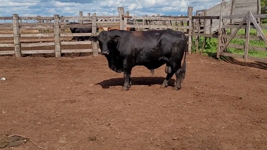 Lote Toros T. Brangus Negro a remate en Remate de Reproductores, Asunción