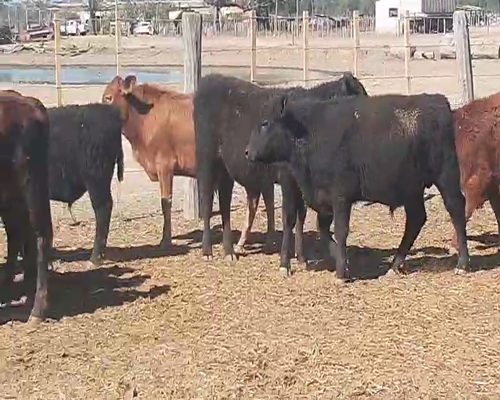 Lote 110 Terneros en Quimilí, Santiago del Estero