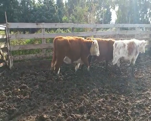 Lote 29 Vaquillonas 1 a 2 años HEREFORD a remate en Pantalla Camy 180 - 200kg - , San José
