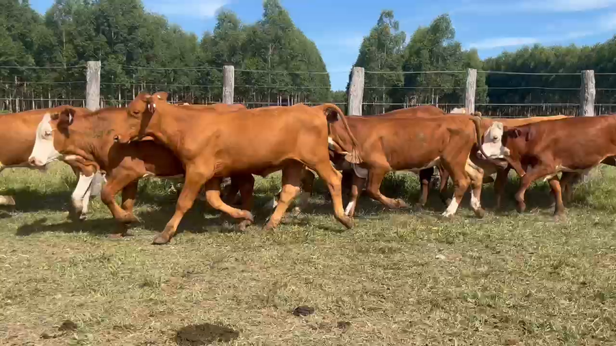 Lote 60 Terneros en Corrientes, Curuzú-Cuatiá
