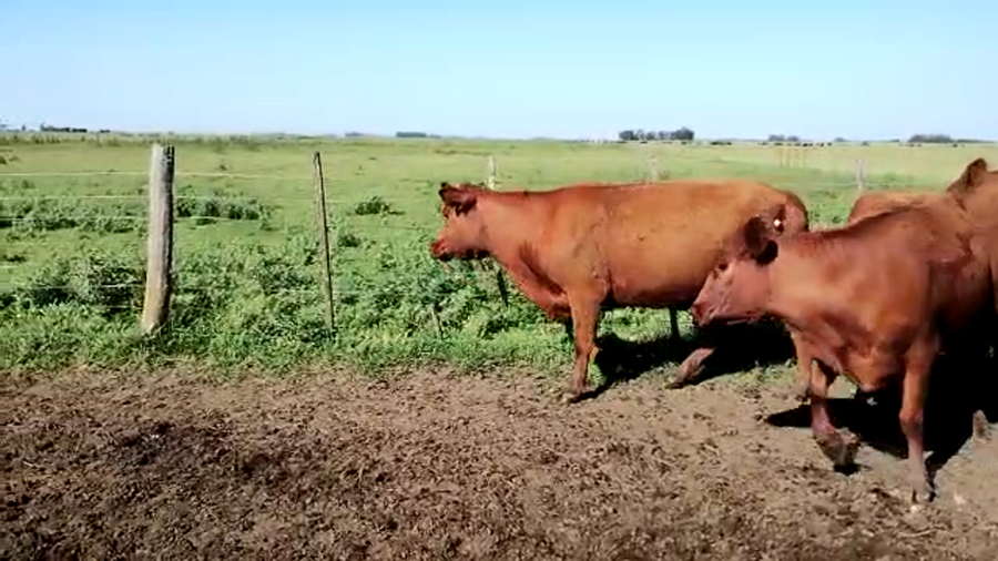 Lote 28 Vacas nuevas C/ cria en Buenos Aires, 9 de Julio