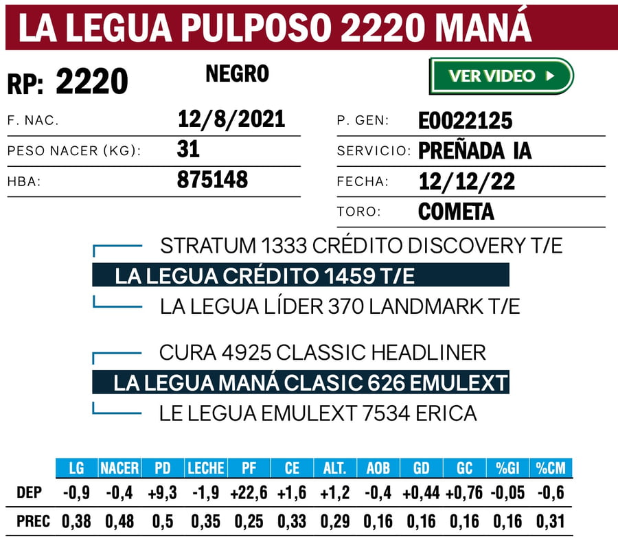 Lote VAQUILLONAS ANGUS  PP