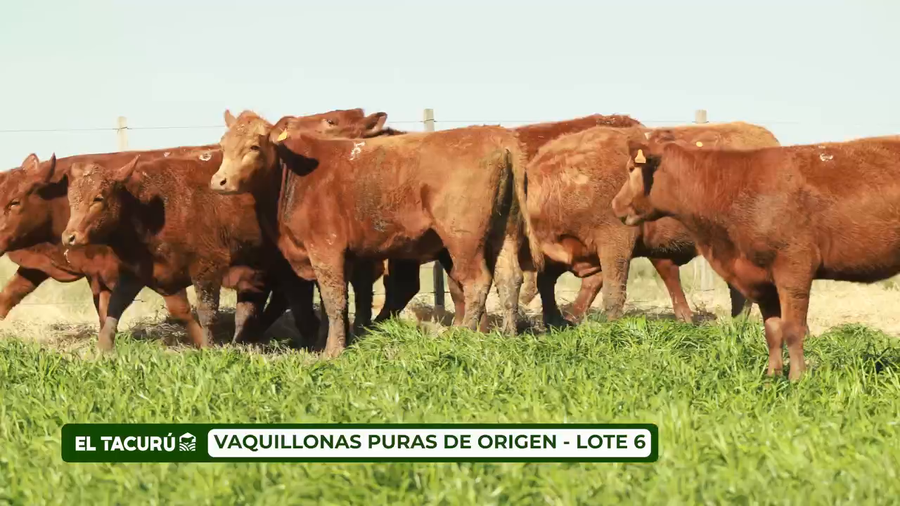 Lote LOTE 6 - VAQUILLONAS PURAS DE ORIGEN