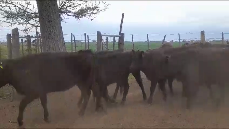 Lote 60 Terneras en Lincoln, Buenos Aires