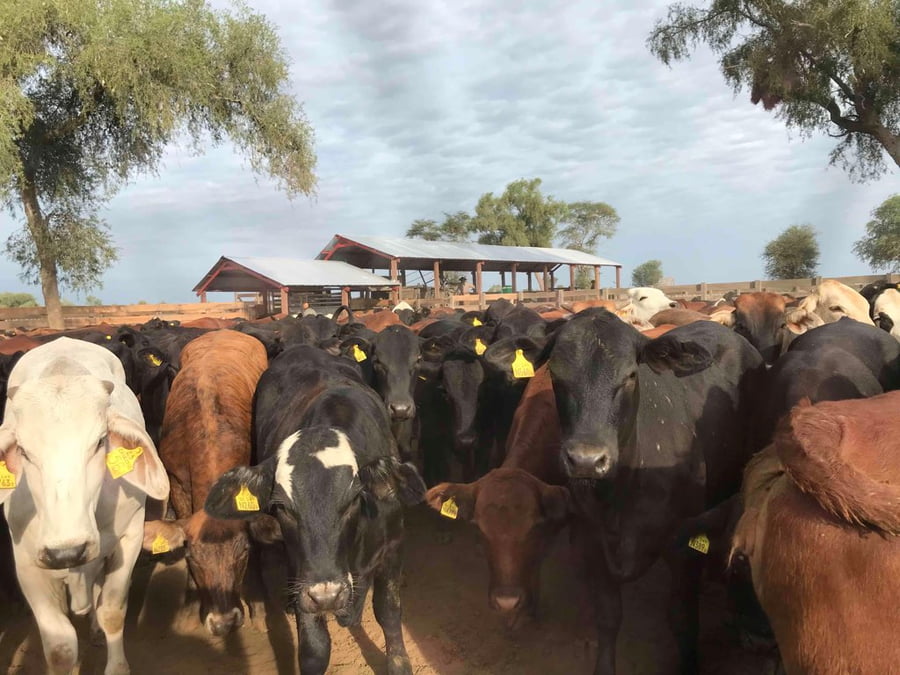 Lote 75 Novillitos en J.J. Castelli, Chaco