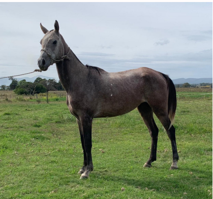 Lote SOLCHAL DEL TIMOTE