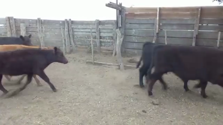 Lote 70 Terneros en Monte, Buenos Aires