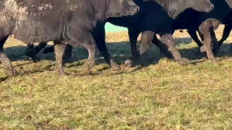 Lote 58 Terneras en Entre Ríos, Villaguay