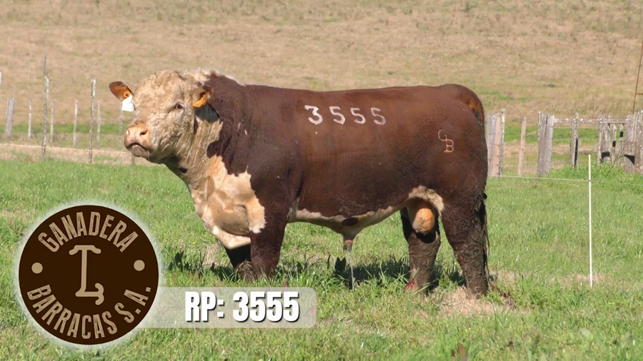 Lote (Vendido)Toros a remate en Ganadera Barracas S.A en Caraguata