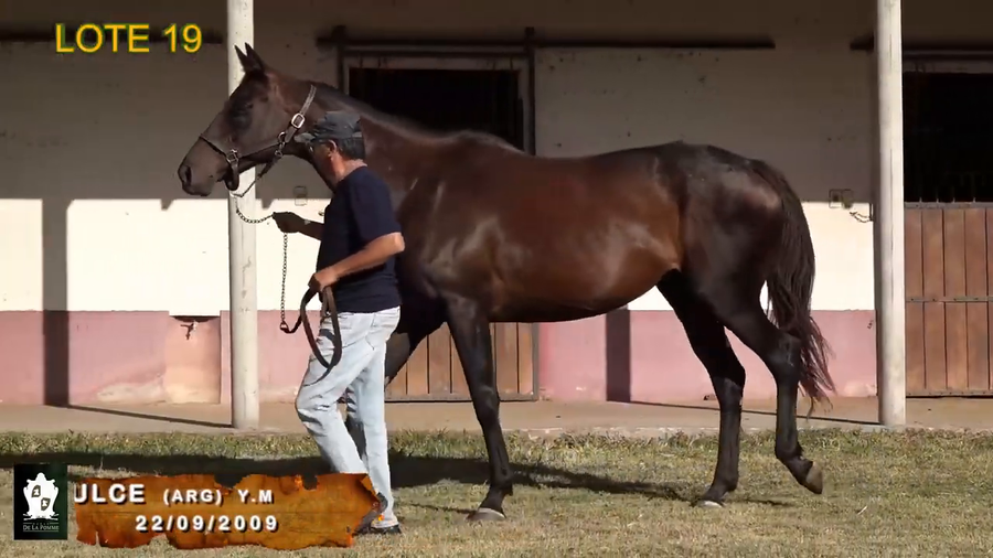 Lote Vida Dulce (Arg)