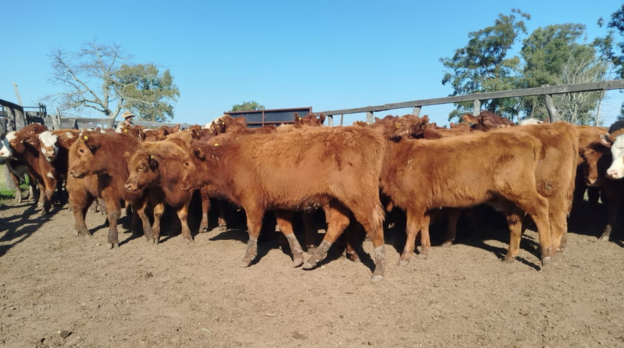 Lote 70 Terneros/as en Corrientes, Curuzu Cuatia