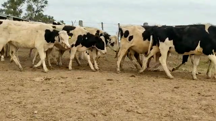 Lote Chapero Juan - Terneras