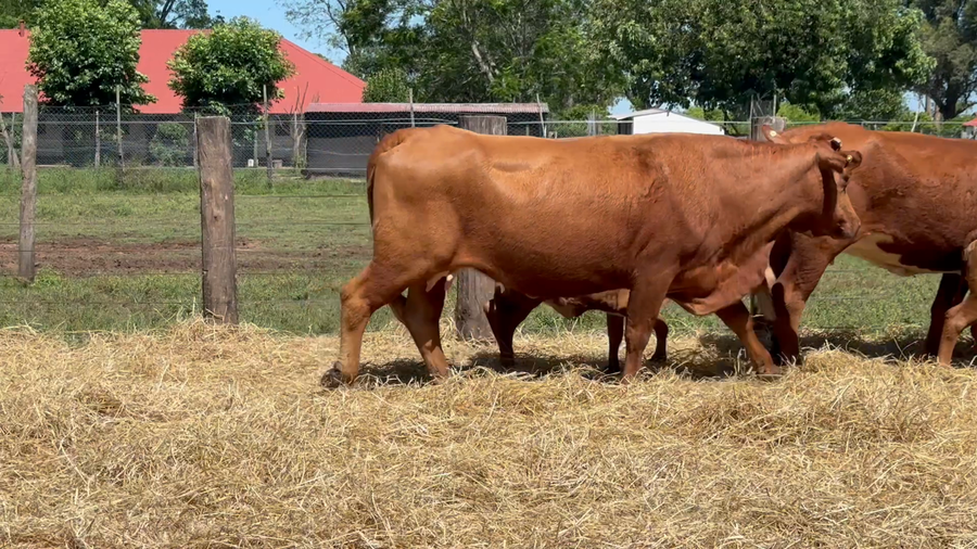 Lote 20 Vacas con Cría