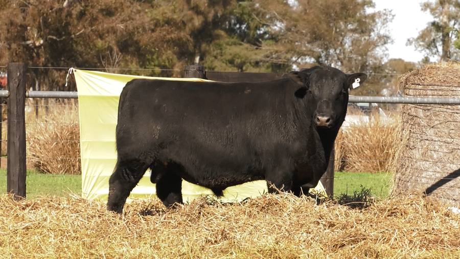 Lote TOROS A. ANGUS PURO PEDIGREE