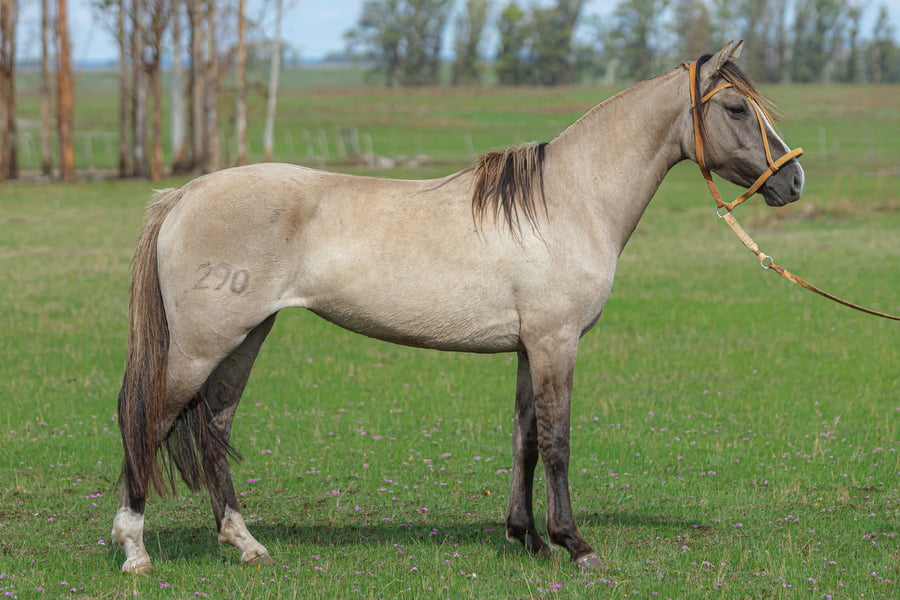 Lote Jaraga Del Malo