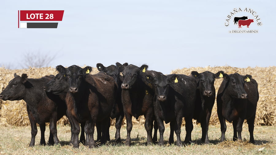 Lote VACAS NEGRAS PARICION OTOÑO