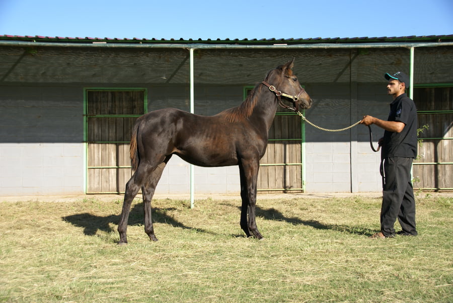 Lote BAMBINO MOISES