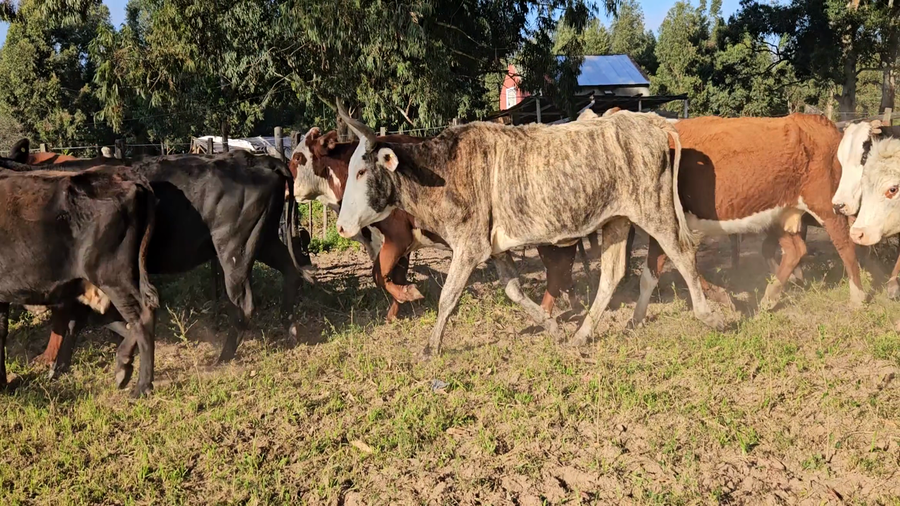 Lote 34 Vacas de invernar