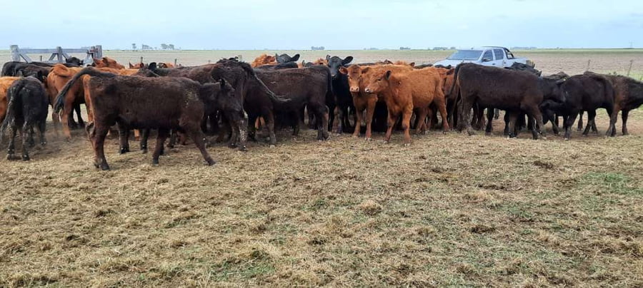 Lote 70 Vaquillonas en Gral. Lamadrid, Buenos Aires