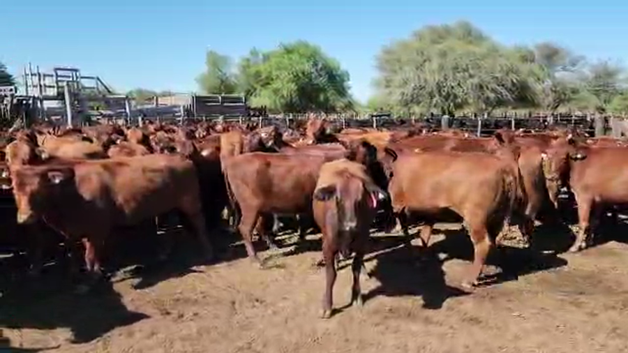 Lote 80 Vaquillonas C/ gtia de preñez en Villa Minetti, Santa Fe