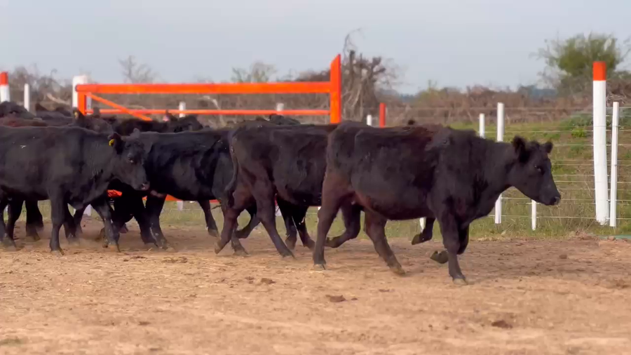 Lote 23 Vaquillonas C/ gtia de preñez en Brandsen, Buenos Aires