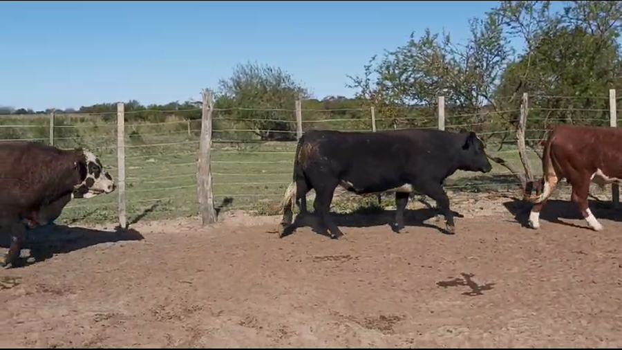 Lote 29 Novillos en Cayastá, Santa Fe