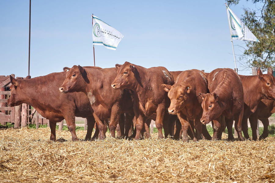 Lote "ME KEN" VAQUILLAS MAS Con Servicio