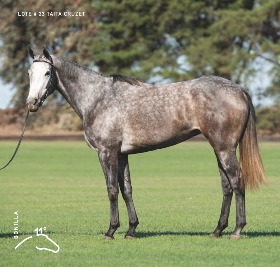 Lote TAITA CRUZET - T/E (MACHITOS ANDINO - TAITA CUMBIA)