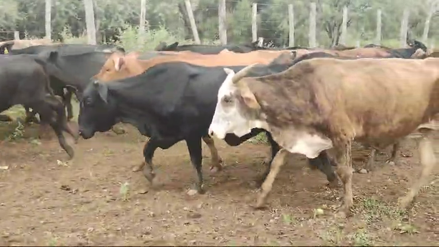 Lote 110 Vacas de invernar en Quimilí, Santiago del Estero