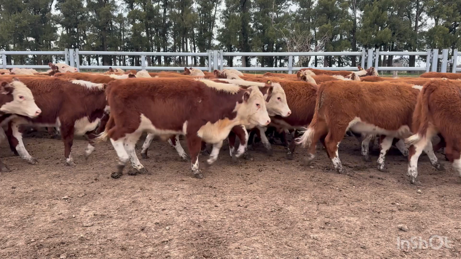 Lote 90 Terneros