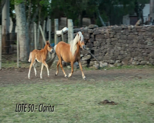 Lote Pony hembra con cria.