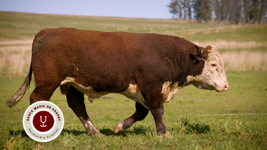 Lote TOROS SANTA MARIA DE ARAPEY