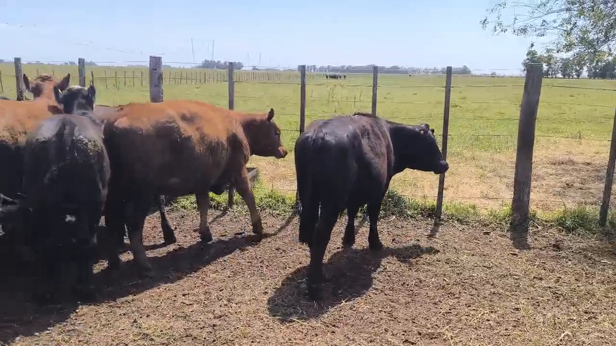 Lote 10 Terneros en Olavarría