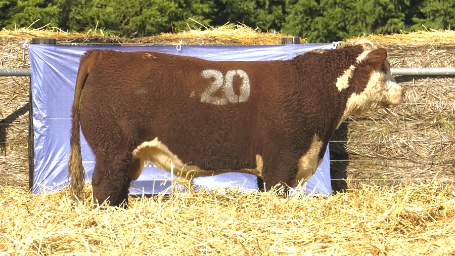 Lote TOROS P. HEREFORD PURO REGISTRADO