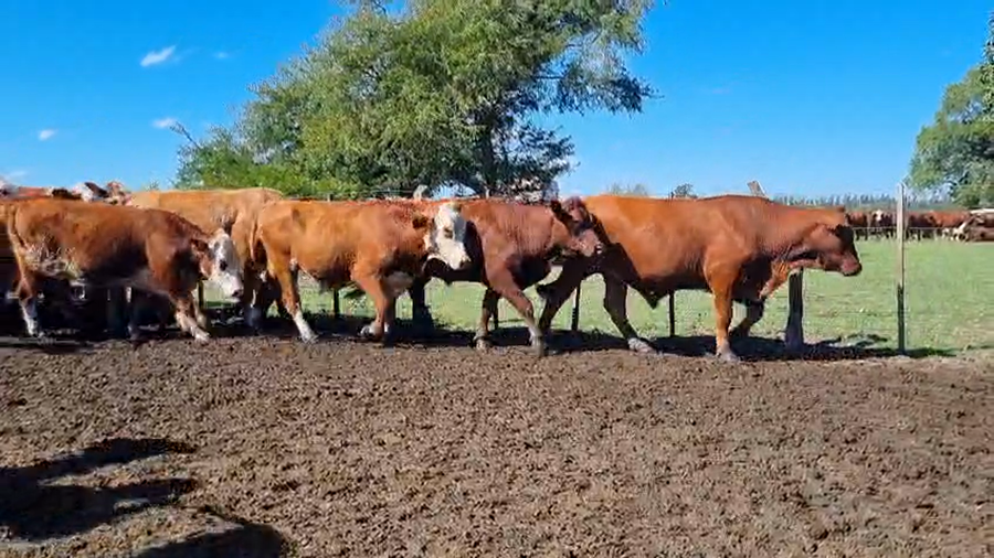 Lote 53 Novillos