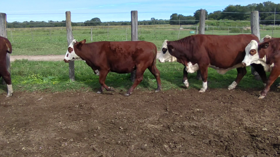 Lote 39 Vaquillonas en Laguna Limpia, Chaco