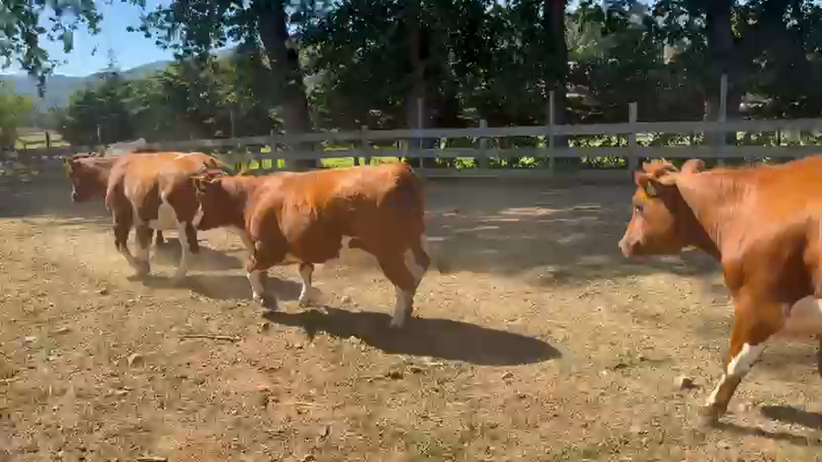 Lote 40 Vaquilla Engorda