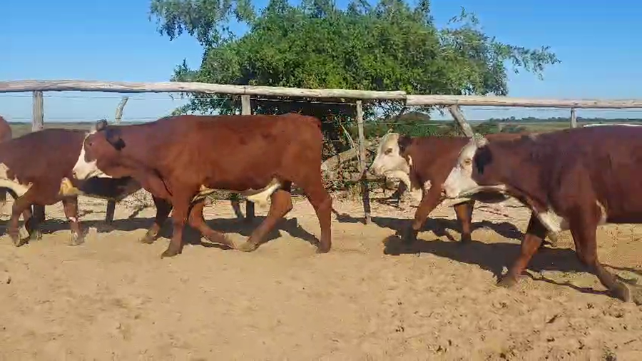 Lote 71 Novilos en Corrientes, Chavarría
