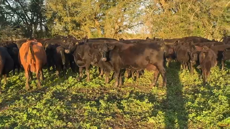 Lote 51 Vacas CUT preñadas
