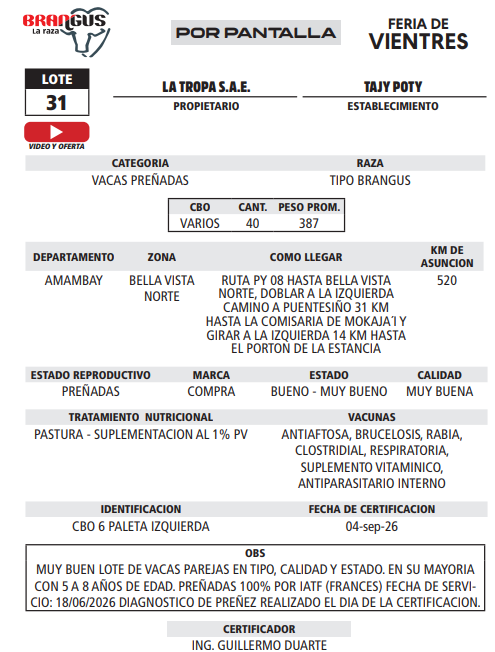 Lote LOTE 31 - POR PANTALLA