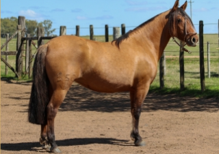 Lote CONDESA 250 DE LA CASILLA