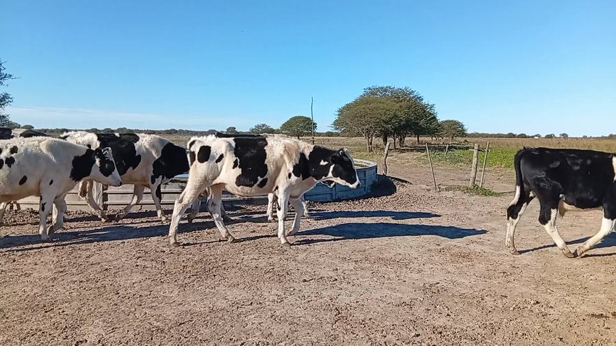 Lote 13 Novillitos Holando en San Guillermo, Santa Fe