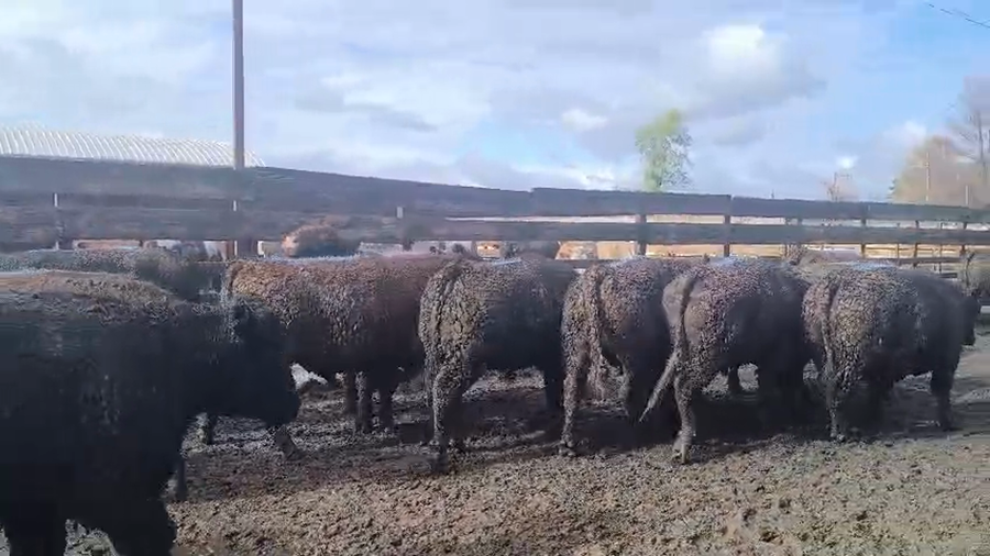 Lote 20 Novillo Gordo en Los Ángeles, VIII Región Biobío