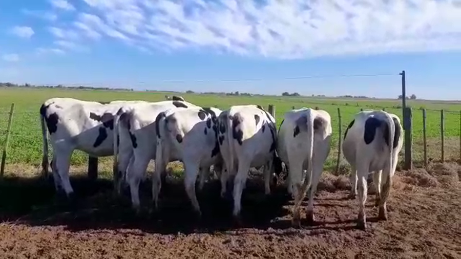 Lote Vaquillonas Preñadas - Agropecuaria Don Roque